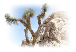Foto del Parque Nacional de Joshua Tree